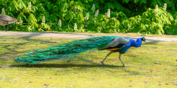 burung-merak 19 senarai
